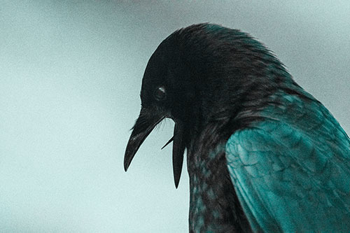 Tongue Curling Crow Cawing Downward (Cyan Tone)