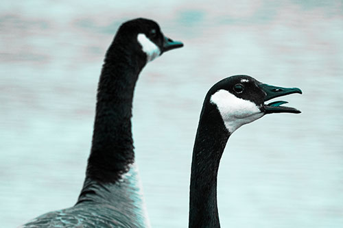 Tongue Screaming Canadian Goose Honking Towards Intruders (Cyan Tone)