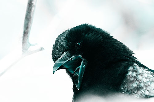 Tongue Screaming Crow Among Light (Cyan Tone Photo)
