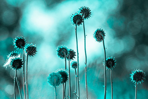Towering Nodding Thistle Flowers From Behind (Cyan Tone Photo)