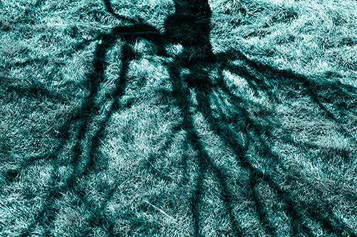 Tree Branch Shadows Creepy Crawling Over Dead Grass (Cyan Tone Photo)