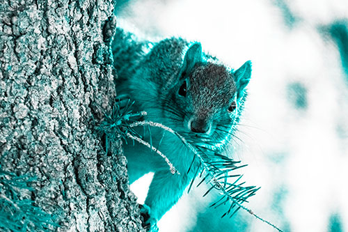 Tree Peekaboo With A Squirrel (Cyan Tone Photo)