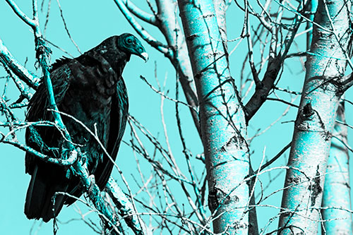 Turkey Vulture Perched Atop Tattered Tree Branch (Cyan Tone Photo)