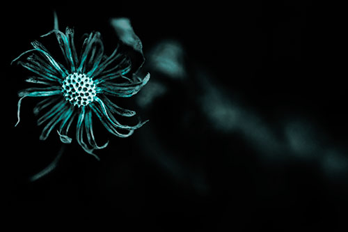 Twirling Aster Flower Among Darkness (Cyan Tone Photo)