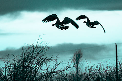 Two Canadian Geese Flying Over Trees (Cyan Tone Photo)