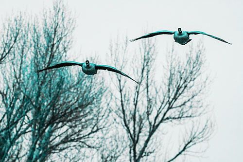 Two Canadian Geese Honking During Flight (Cyan Tone Photo)