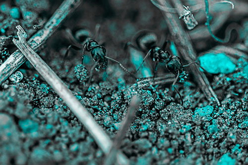 Two Carpenter Ants Working Hard Among Soil (Cyan Tone Photo)