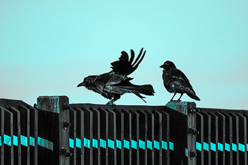 Two Crows Gather Along Wooden Fence (Cyan Tone Photo)