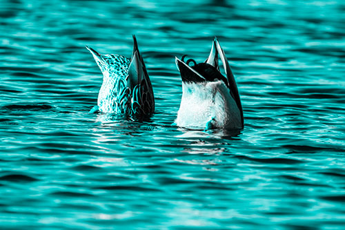 Two Ducks Upside Down In Lake (Cyan Tone Photo)