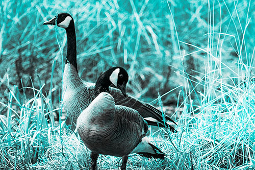 Two Geese Contemplating A Swim In Lake (Cyan Tone Photo)