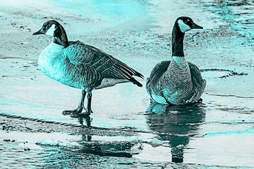Two Geese Embrace Sunrise Atop Ice Frozen River (Cyan Tone)
