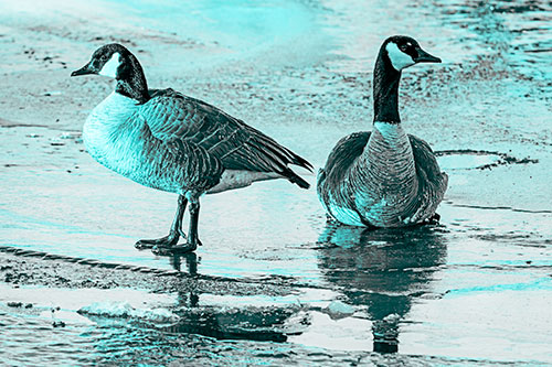 Two Geese Embrace Sunrise Atop Ice Frozen River (Cyan Tone Photo)