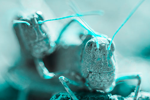 Two Grasshopper Buddies Smiling Among Sunlight (Cyan Tone)