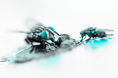 Two Hungry Cluster Flies Feasting Together (Cyan Tone)