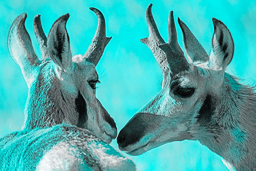 Two Loving Pronghorns Kissing Each Other (Cyan Tone)
