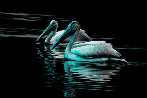 Two Pelicans Floating In Dark Lake Water (Cyan Tone Photo)