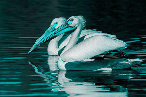 Two Pelicans Swimming In Unison (Cyan Tone)