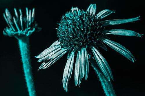 Two Towering Coneflowers Blossoming (Cyan Tone Photo)