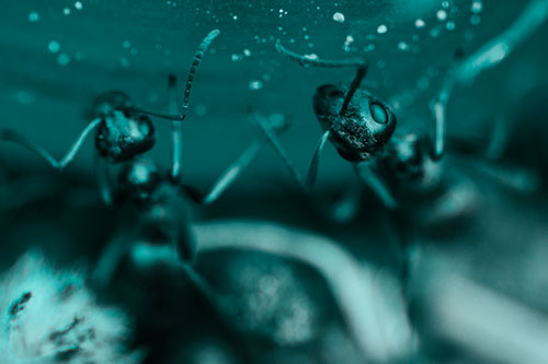 Two Vertical Climbing Carpenter Ants (Cyan Tone Photo)