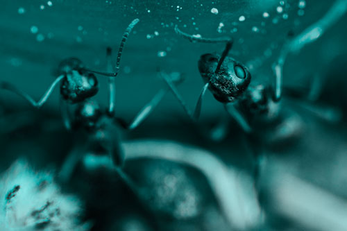 Two Vertical Climbing Carpenter Ants (Cyan Tone)