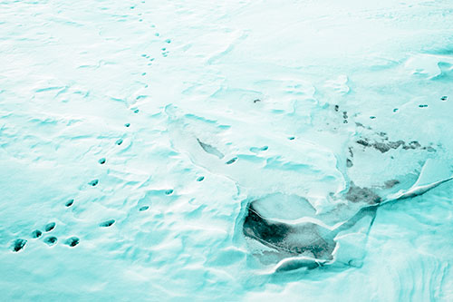 V Shaped Footprint Path Across Frozen Snow Covered River (Cyan Tone Photo)