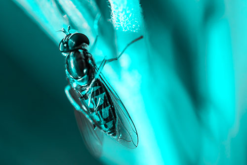 Vertical Leg Contorting Hoverfly (Cyan Tone Photo)