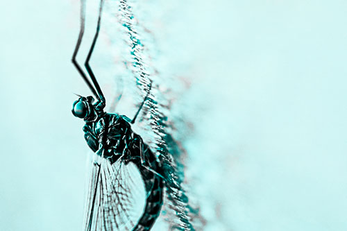 Vertical Perched Mayfly Sleeping (Cyan Tone Photo)