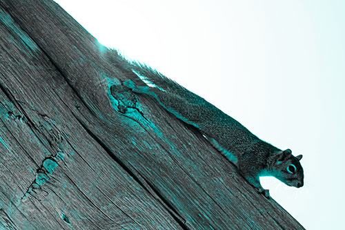 Vertical Splooting Squirrel Spread Downward Along Wooden Pole (Cyan Tone)