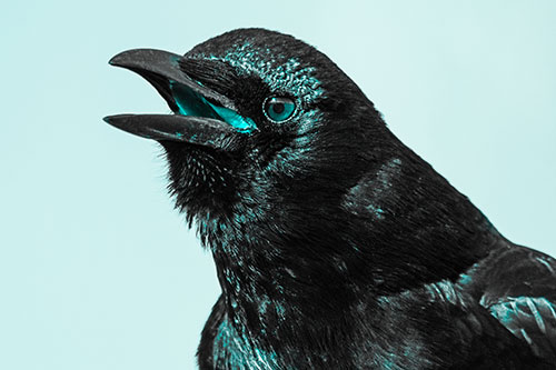 Vocal Crow Cawing Towards Sunlight (Cyan Tone Photo)