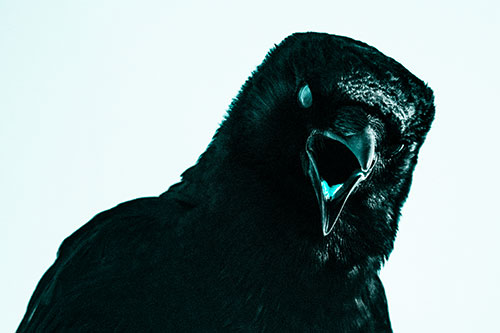 Vocal Glaze Eyed Crow Cawing Down Atop Tree Branch (Cyan Tone)