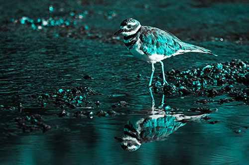 Wading Killdeer Wanders Shallow River Water (Cyan Tone)