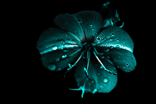 Water Droplet Primrose Flower After Rainfall (Cyan Tone Photo)