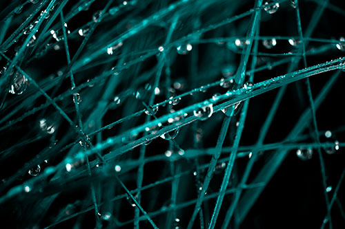 Water Droplets Hanging From Grass Blades (Cyan Tone Photo)