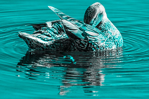 Water Rippling Mallard Duck Grooming Self (Cyan Tone)