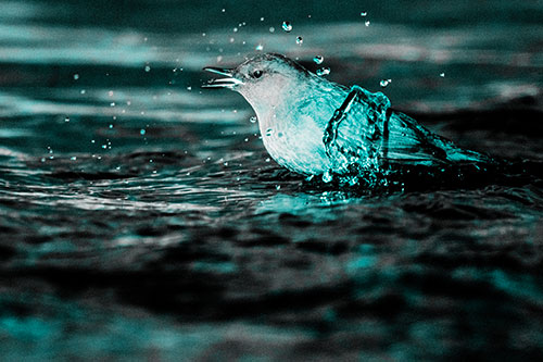 Water Splashing American Dipper Feasting On Larvae (Cyan Tone)