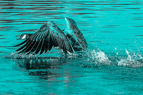 Water Splashing Canadian Goose Taking Flight Off Lake (Cyan Tone)
