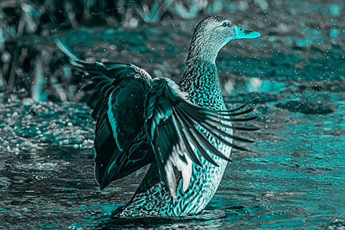 Water Splashing Mallard Duck Flapping Wings Among Pond (Cyan Tone Photo)