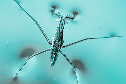 Water Strider Perched Atop Calm River (Cyan Tone Photo)