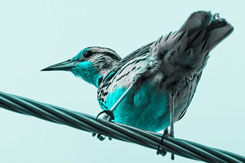 Western Meadowlark Keeping Watch Atop Powerline Wire (Cyan Tone)