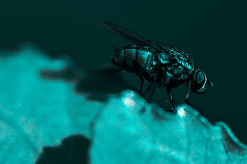 Wet Cluster Fly Walks Along Leaf Rim Edge (Cyan Tone)