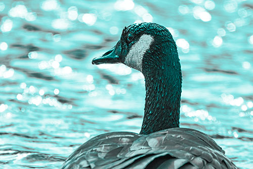 Wet Headed Canadian Goose Among Glistening Water (Cyan Tone)