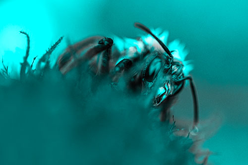 Wet Honey Bee Hiding Among Blanket Flower (Cyan Tone)