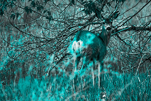 White Tailed Deer Looking Backwards Atop Grassy Pasture (Cyan Tone Photo)