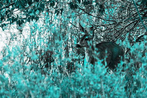 White Tailed Deer Looking Onwards Among Tall Grass (Cyan Tone Photo)