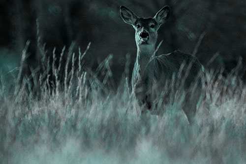 White Tailed Deer Stares Behind Feather Reed Grass (Cyan Tone Photo)