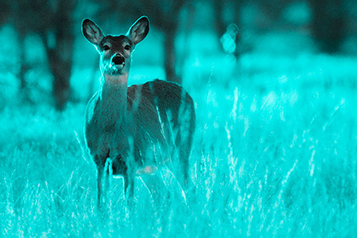 White Tailed Deer Watches With Anticipation (Cyan Tone Photo)