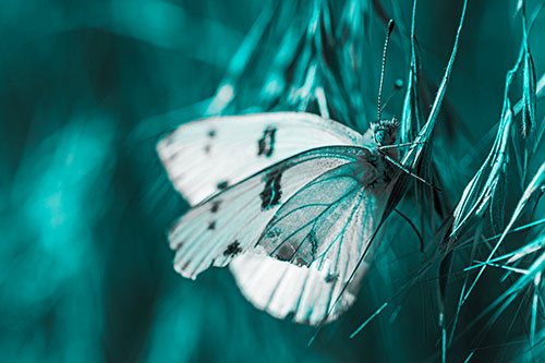 White Winged Butterfly Clings Grass Blades (Cyan Tone Photo)