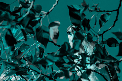 Wide Eyed Black Crowned Night Heron Looking Down From Tree Branch (Cyan Tone)
