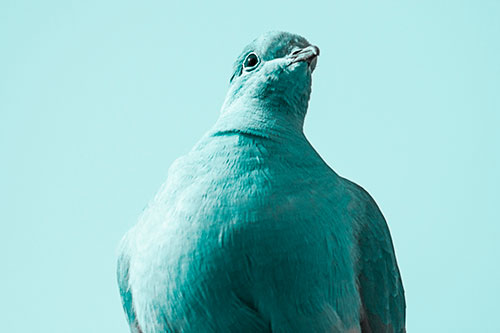 Wide Eyed Collared Dove Keeping Watch (Cyan Tone Photo)