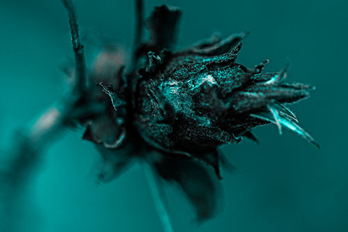 Willow Cone Gall Midge Head Sticking Fuzzy Tongue Out (Cyan Tone Photo)